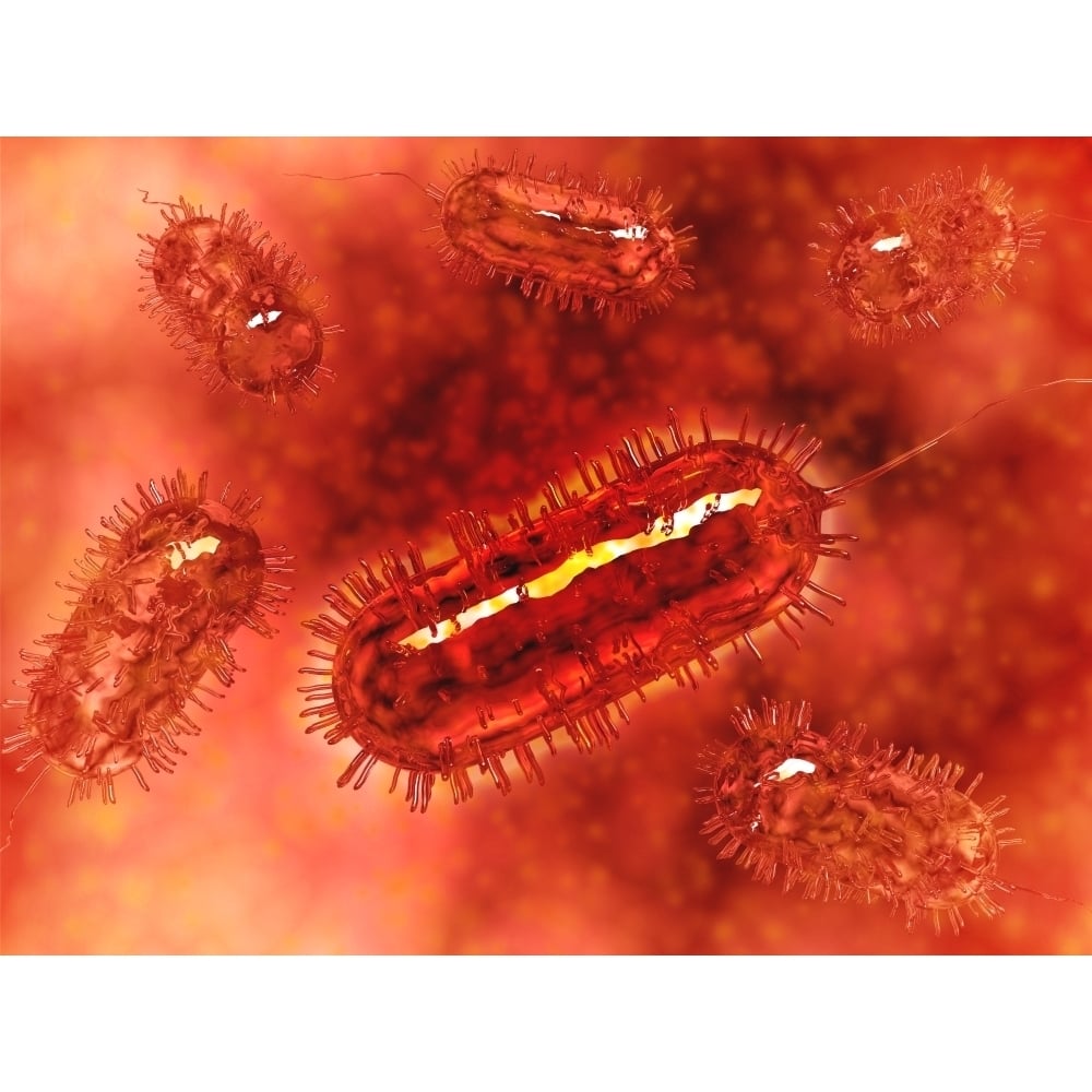 Group of Escherichia coli bacteria cells known as E. Coli Poster Print Image 2