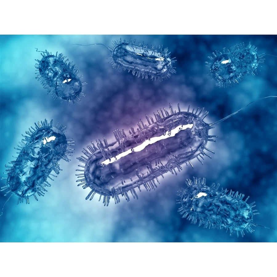 Group of Escherichia coli bacteria cells known as E. Coli Poster Print Image 1