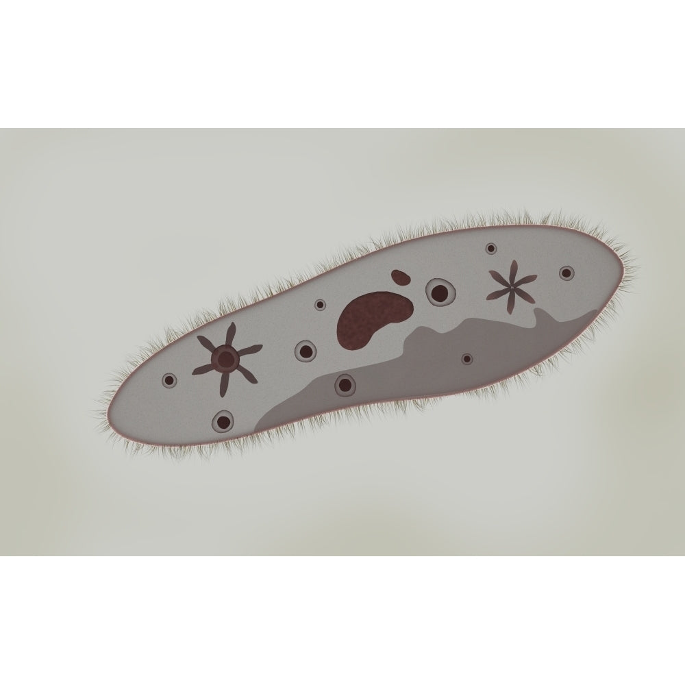 Microscopic view of paramecium Poster Print Image 1