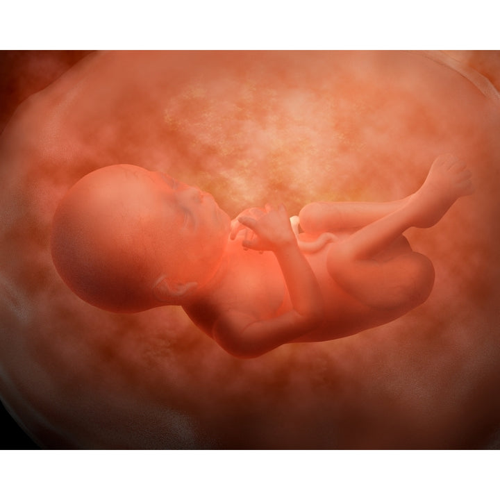 Medical illustration of fetus development at 24 weeks Poster Print Image 1