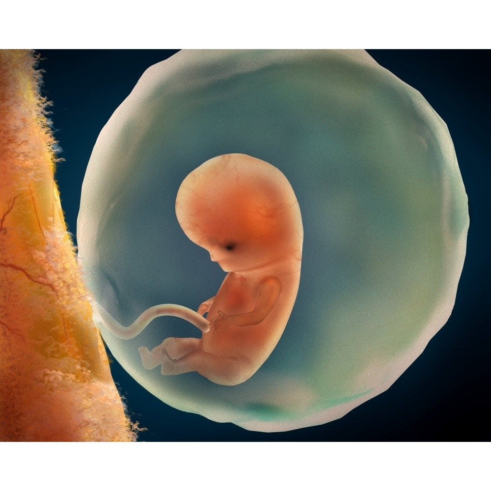 Medical illustration of fetus development at 9 weeks Poster Print Image 1