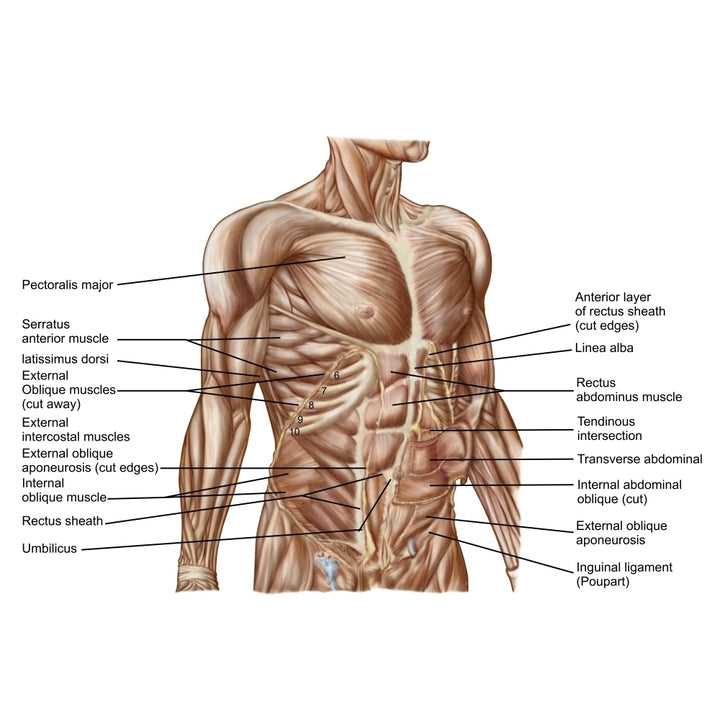 Anatomy of human abdominal muscles Poster Print Image 1