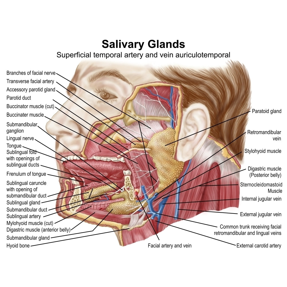 Anatomy of human salivary glands Poster Print Image 1