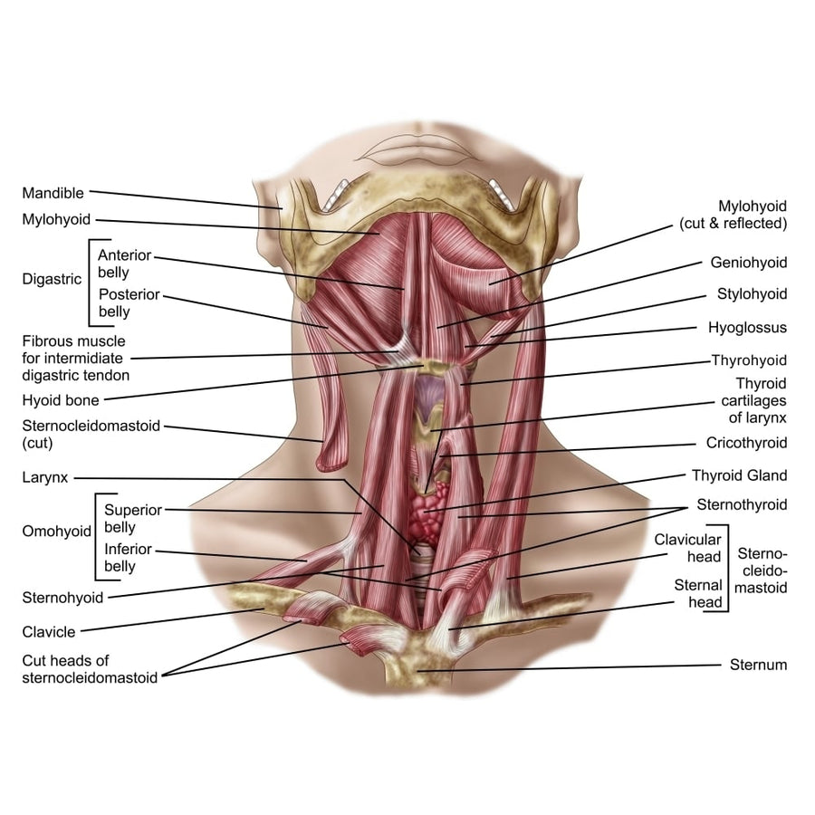 Anatomy of human hyoid bone and muscles anterior view Poster Print Image 1