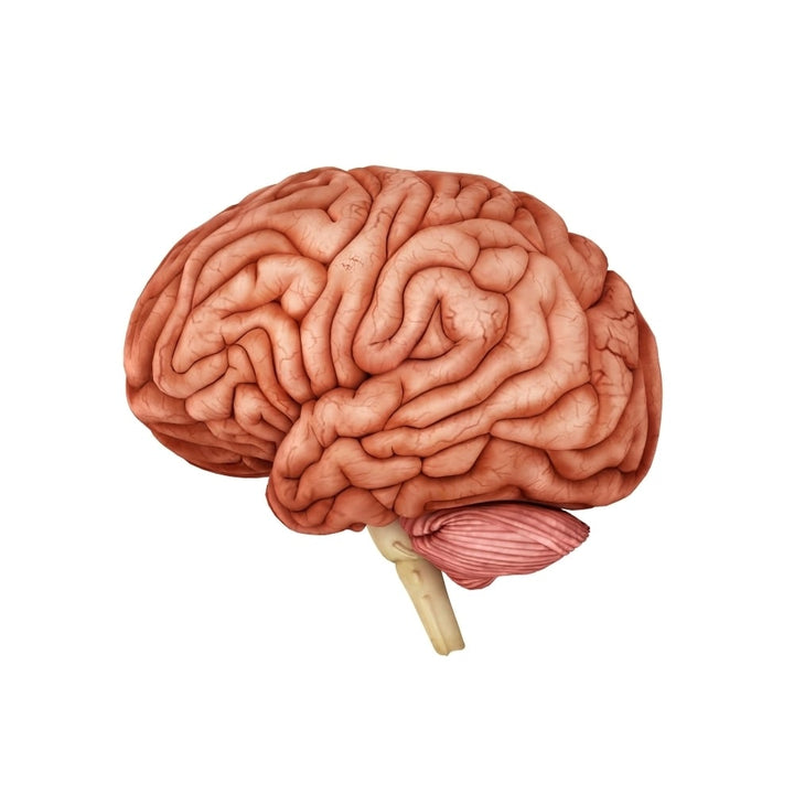 Anatomy of human brain side view Poster Print Image 1