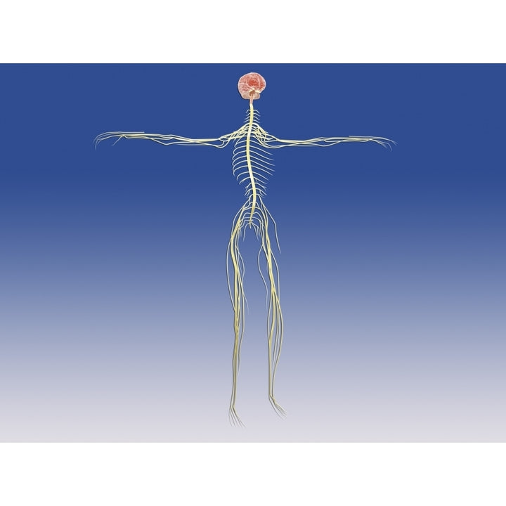 Central nervous system with human brain Poster Print Image 1