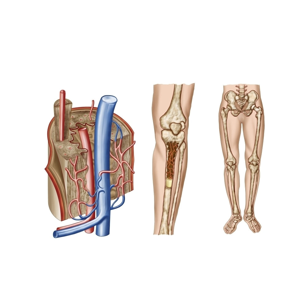 Anatomy of human bone marrow Poster Print Image 1