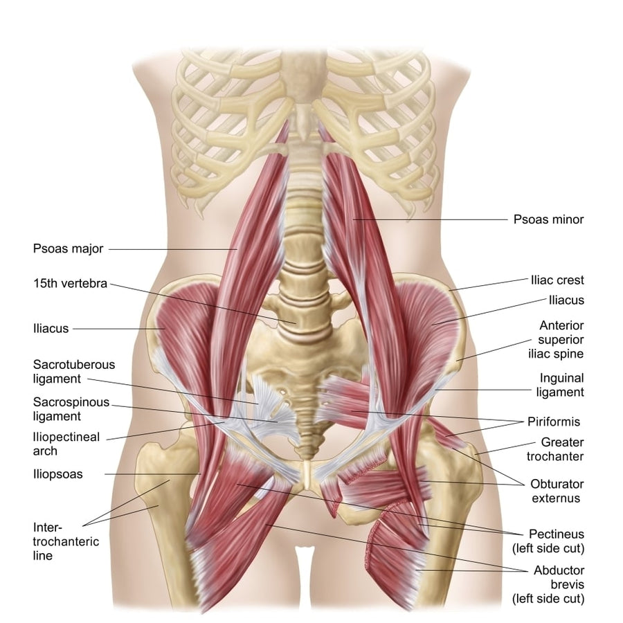 Anatomy of iliopsoa also known as the dorsal hip muscles Poster Print Image 1