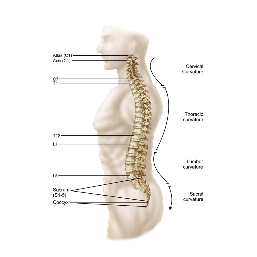 Anatomy of human vertebral column left lateral view Poster Print Image 1