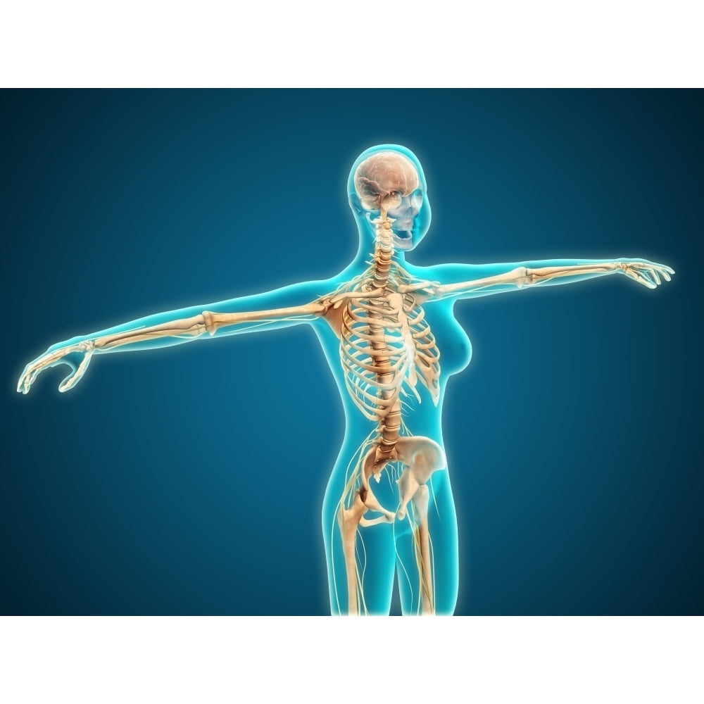 X-ray view of female body showing skeletal system Poster Print Image 1