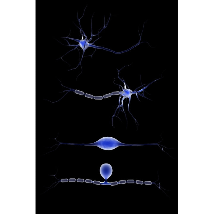 Conceptual image of a neuron Poster Print Image 2