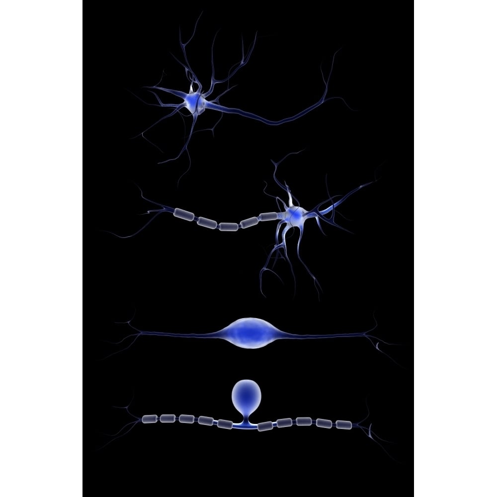 Conceptual image of a neuron Poster Print Image 1