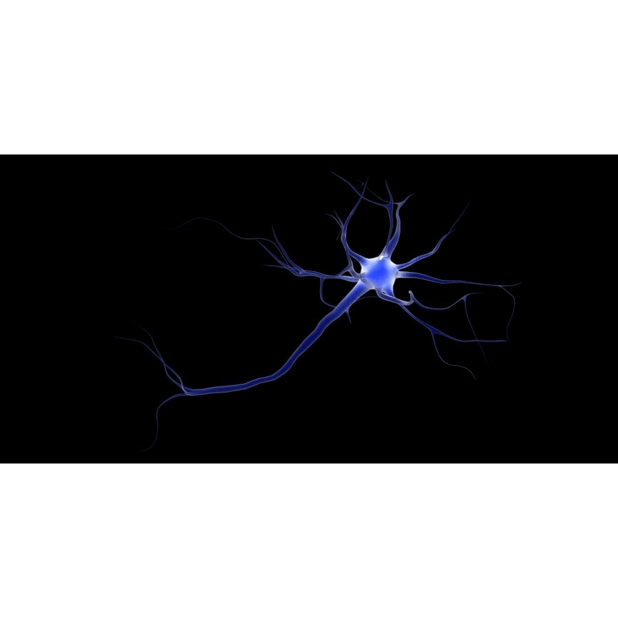 Conceptual image of a neuron Poster Print Image 1