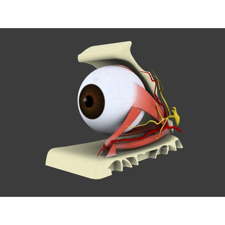 Conceptual image of human eye anatomy Poster Print Image 1