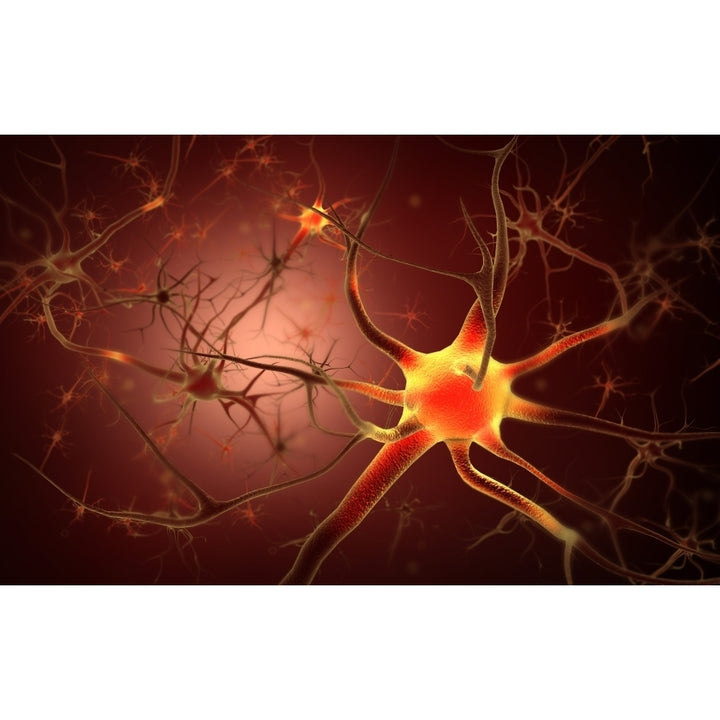 Conceptual image of neuron Poster Print Image 1