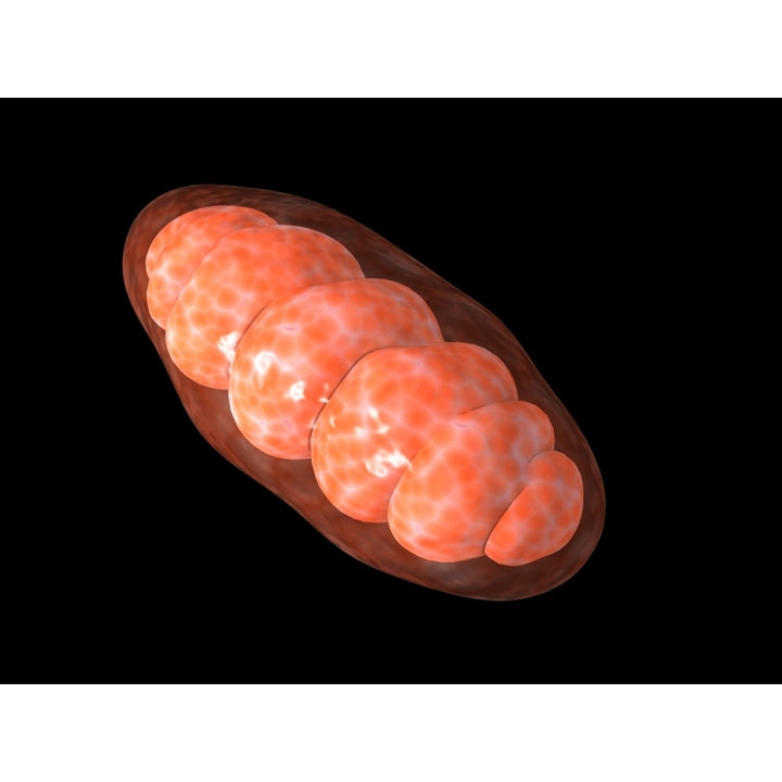 Conceptual image of mitochondria Poster Print Image 1