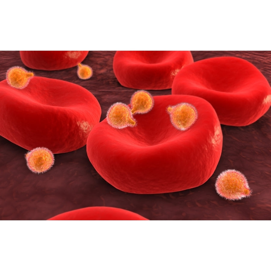 Conceptual image of malaria parasites within red blood cells Poster Print Image 1