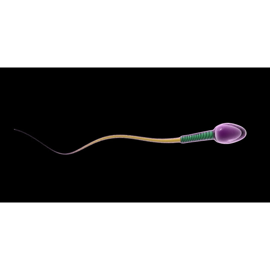 Conceptual image of sperm anatomy Poster Print Image 1