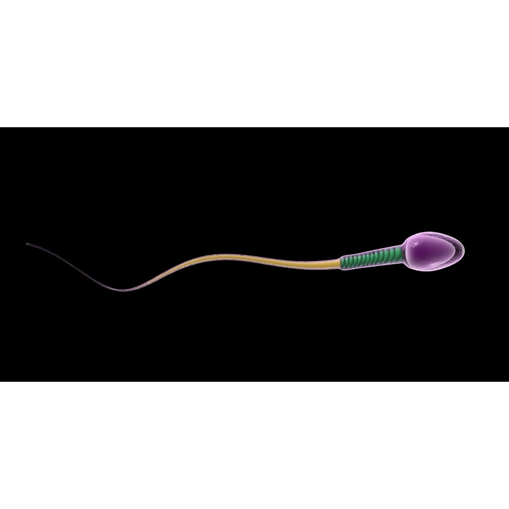 Conceptual image of sperm anatomy Poster Print Image 2