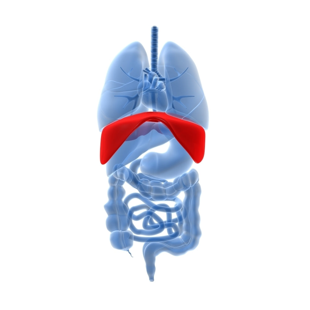 X-ray image of internal organs with diaphragm highlighted in red Poster Print Image 1