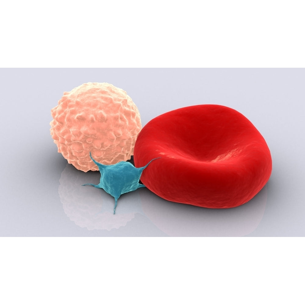 Conceptual image of platelet red blood cell and white blood cell Poster Print Image 1