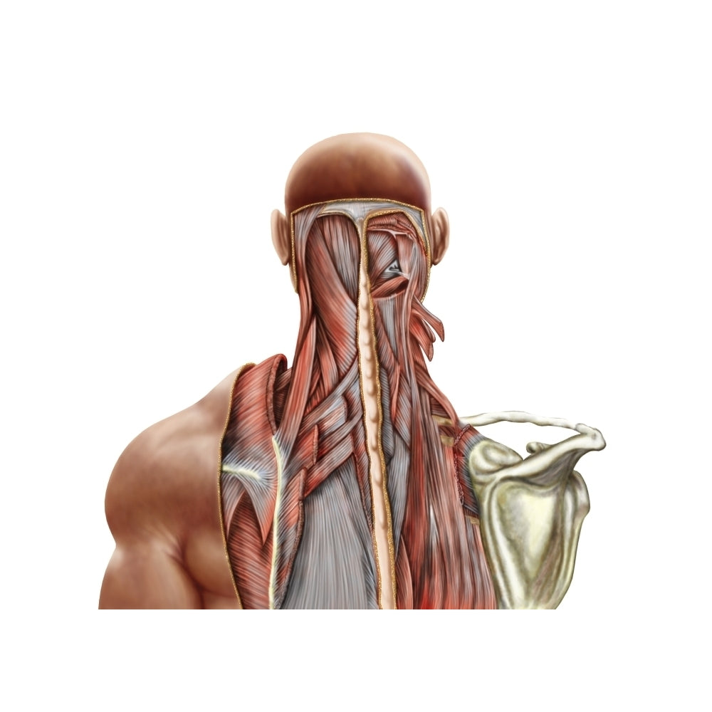 Human anatomy showing deep muscles in the neck and upper back Poster Print Image 2