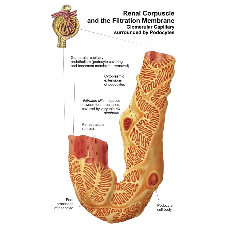 Renal Corpuscle and the filtration membrane. Poster Print Image 2