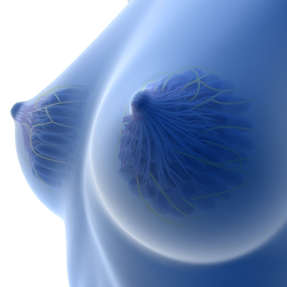 X-ray Image of female breast anatomy Poster Print Image 1