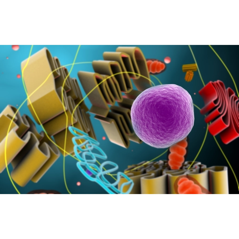 Microscopic view of animal cell nucleus Poster Print Image 1