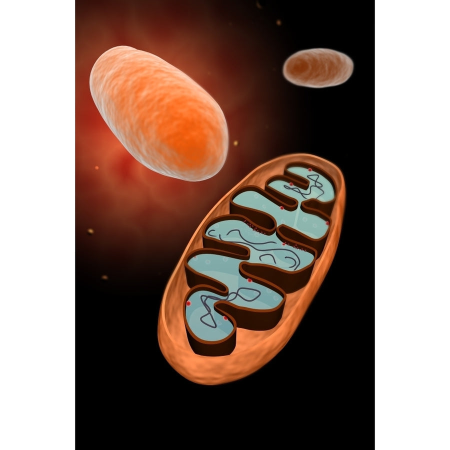 Microscopic view of mitochondria Poster Print Image 1