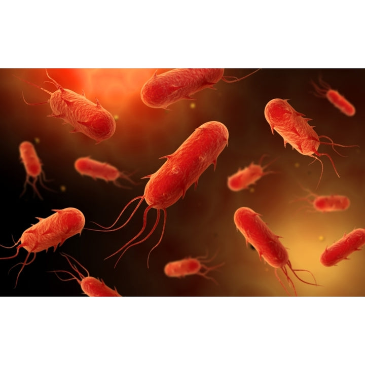 Conceptual image of flagellate bacterium Poster Print Image 2