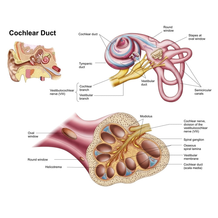 Anatomy of the cochlear duct in the human ear Poster Print Image 1