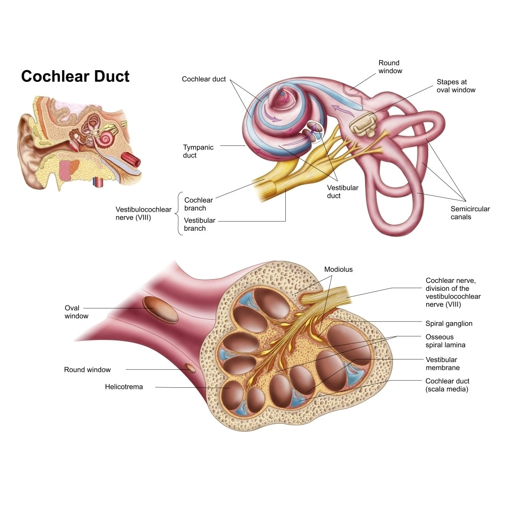 Anatomy of the cochlear duct in the human ear Poster Print Image 2