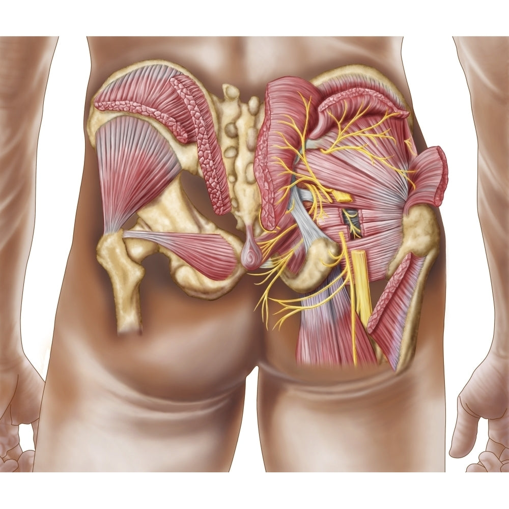 Anatomy of the gluteal muscles in the human buttocks Poster Print Image 1