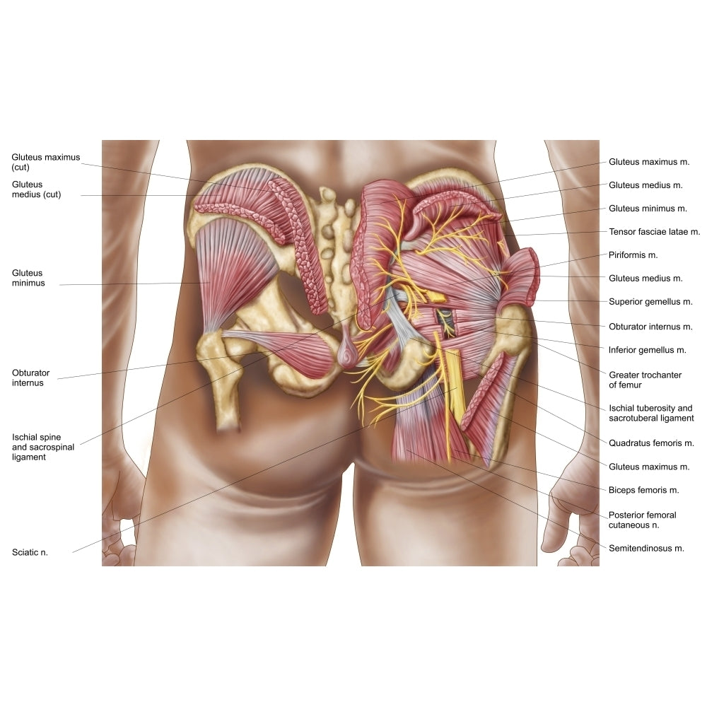 Anatomy of the gluteal muscles in the human buttocks Poster Print Image 2