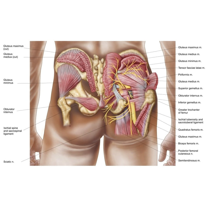 Anatomy of the gluteal muscles in the human buttocks Poster Print Image 1