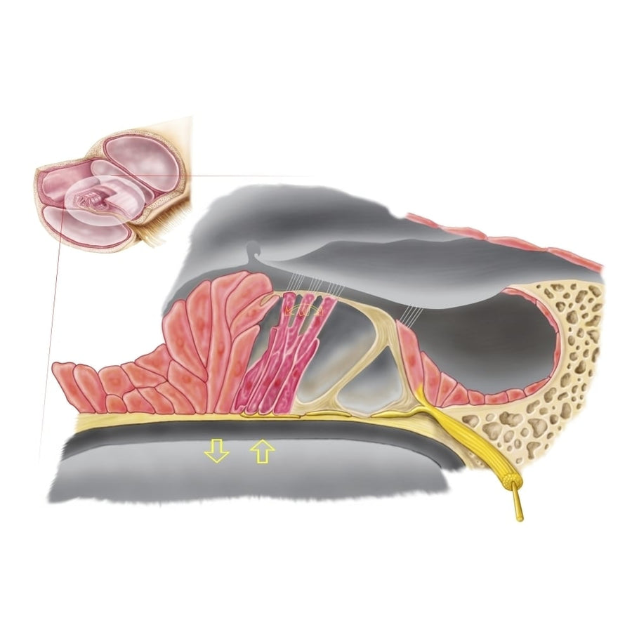 Anatomy of the organ of Corti part of the cochlea of the inner ear Poster Print Image 1