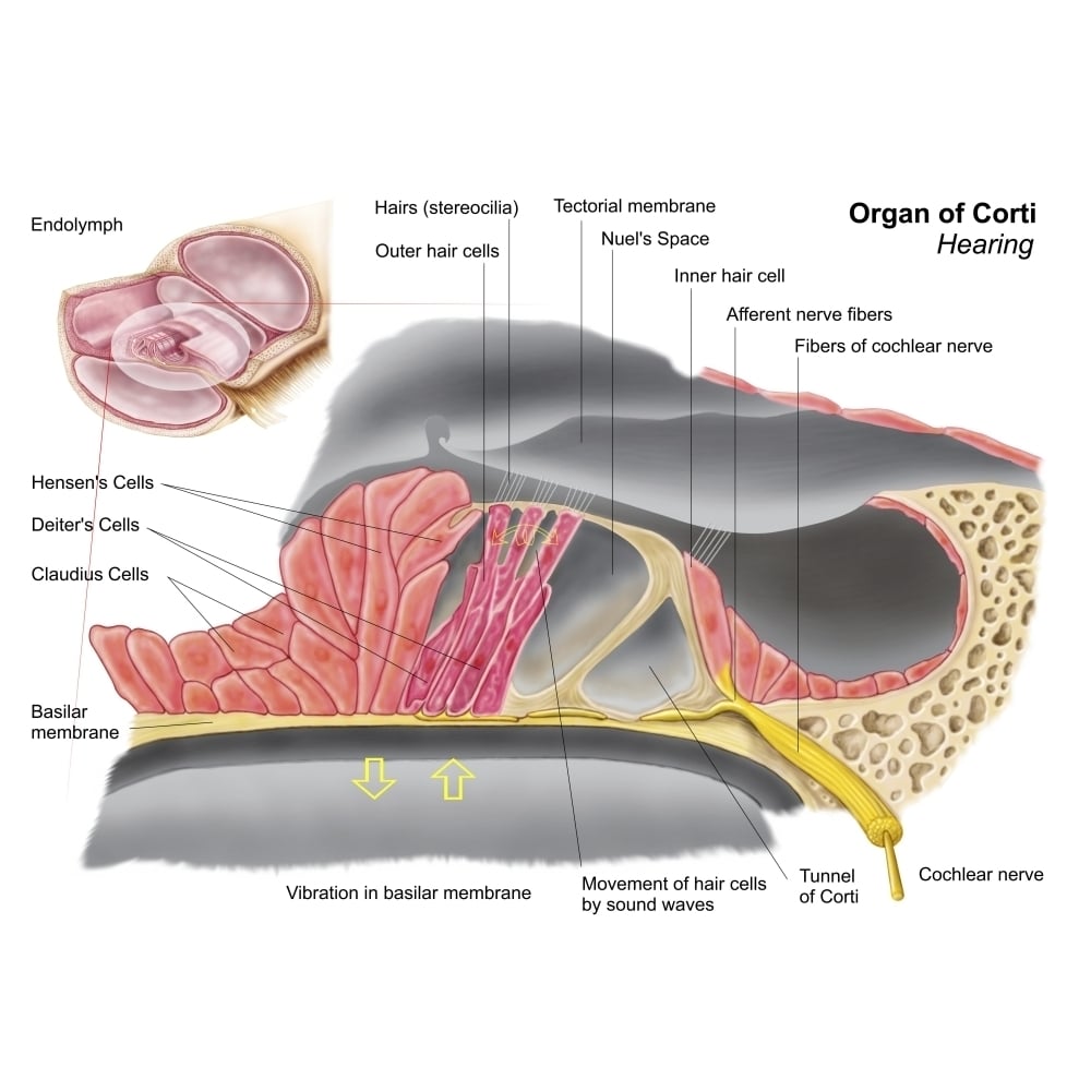 Anatomy of the organ of Corti part of the cochlea of the inner ear Poster Print Image 1