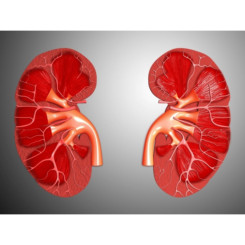 Cross-section of human kidney Poster Print Image 1