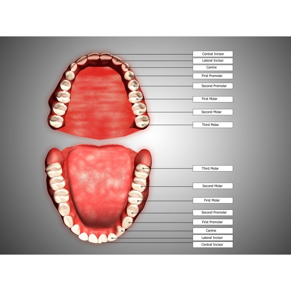 Human teeth structure with labels Poster Print Image 1