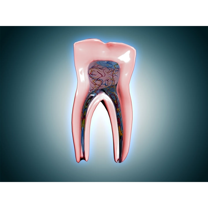 Cross-section of a human tooth Poster Print Image 1