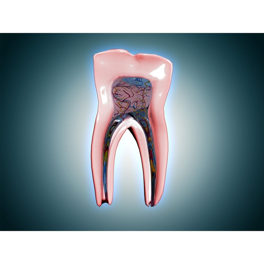 Cross-section of a human tooth Poster Print Image 1