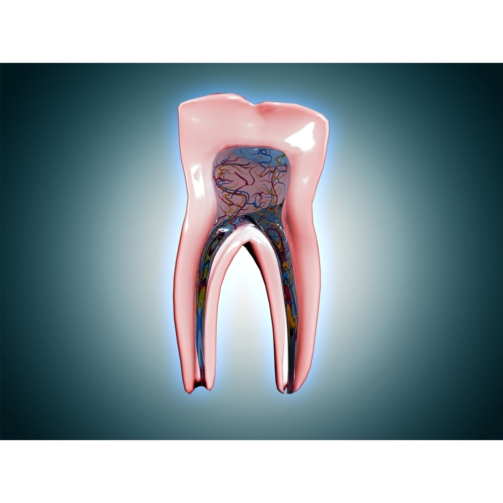 Cross-section of a human tooth Poster Print Image 2