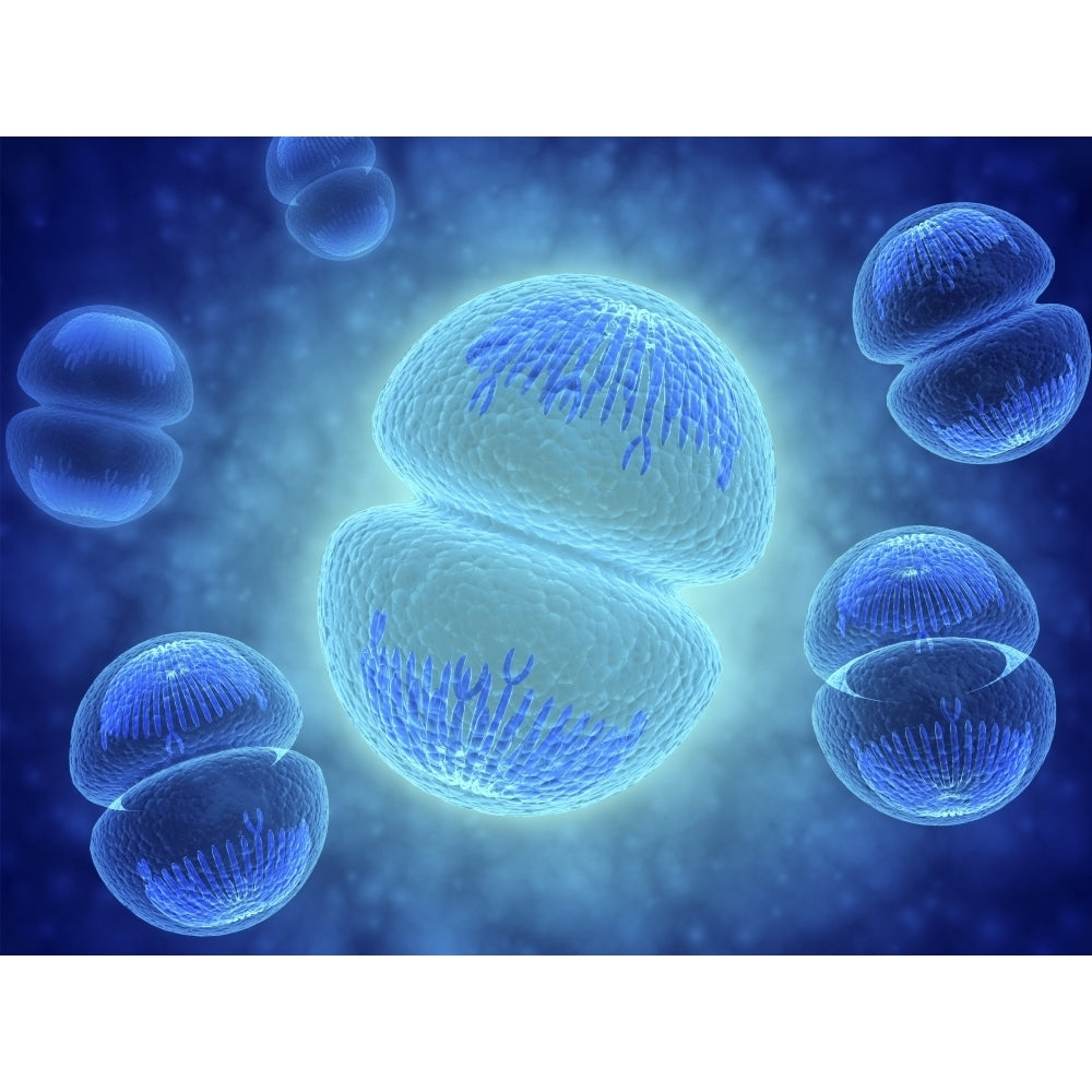 Conceptual image of mitosis Poster Print Image 1