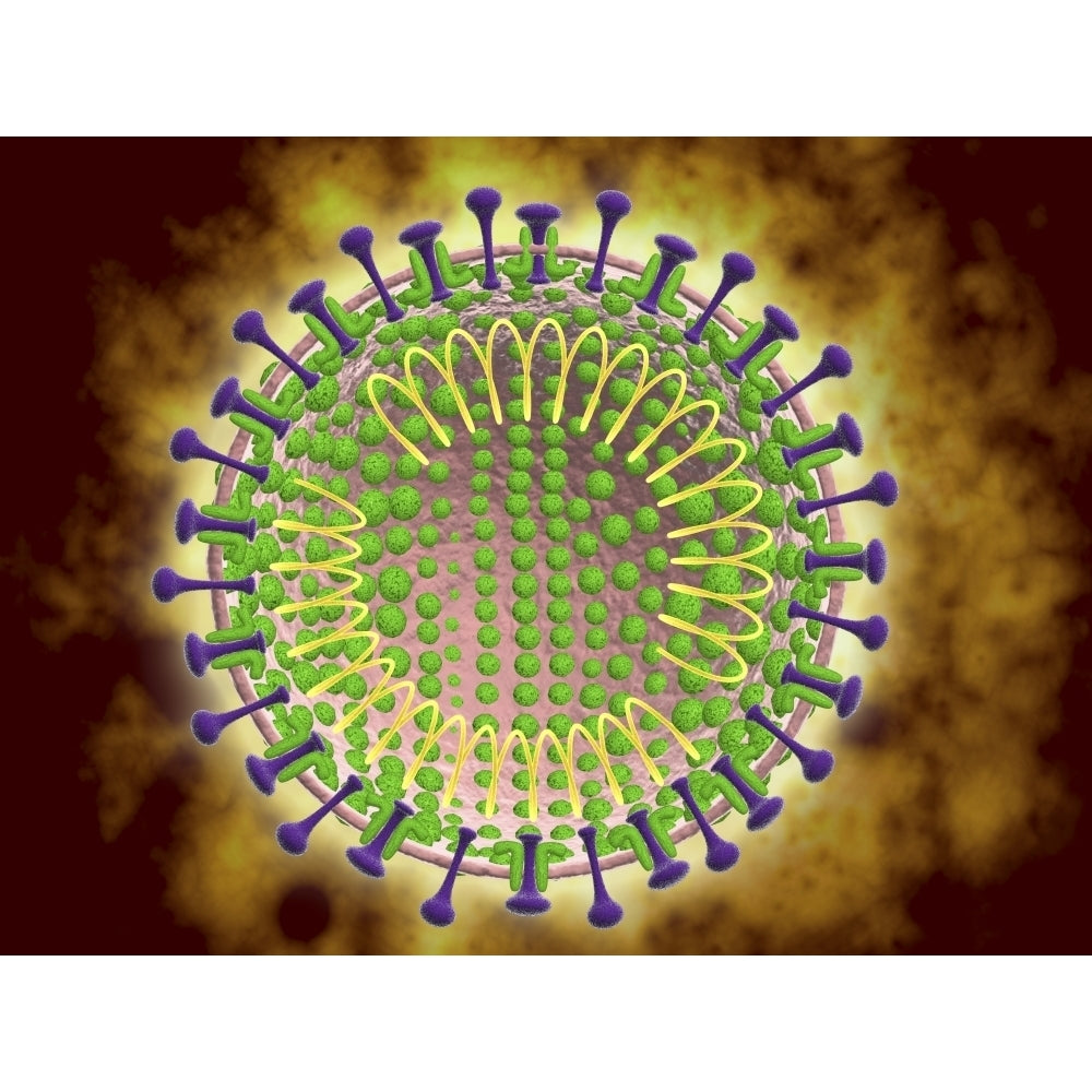 Conceptual image of the coronavirus Poster Print Image 1