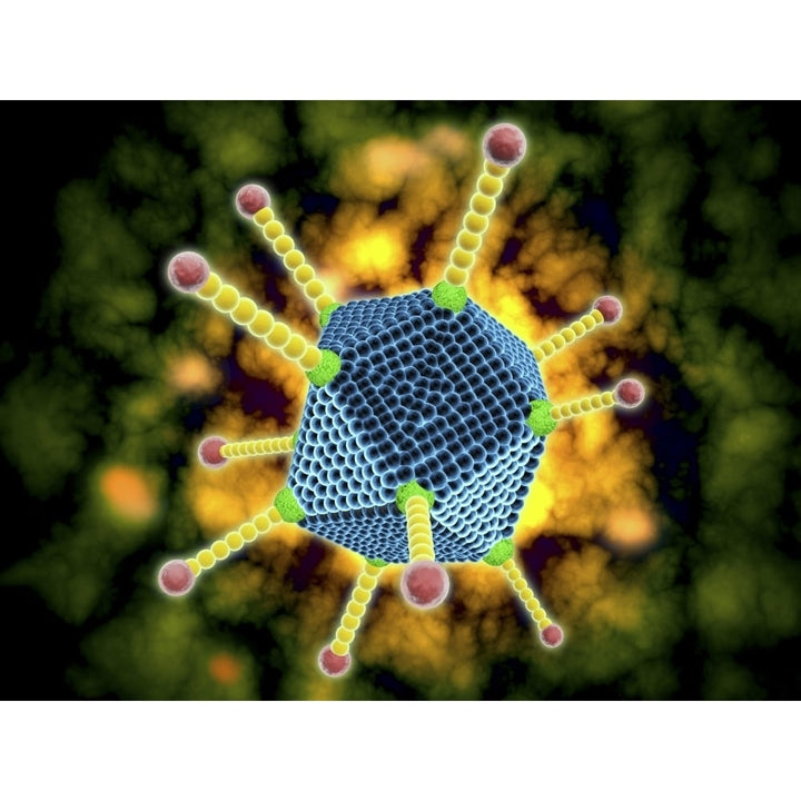 Microscopic view of the common cold Poster Print Image 2