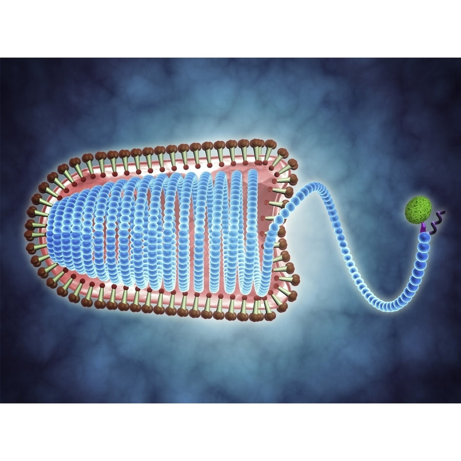 Conceptual image of lyssavirus Poster Print Image 1