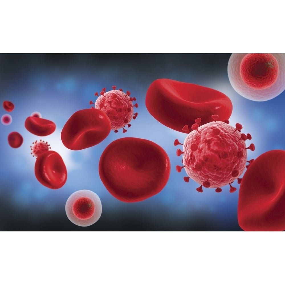 Microscopic view of blood cells with Poster Print Image 2