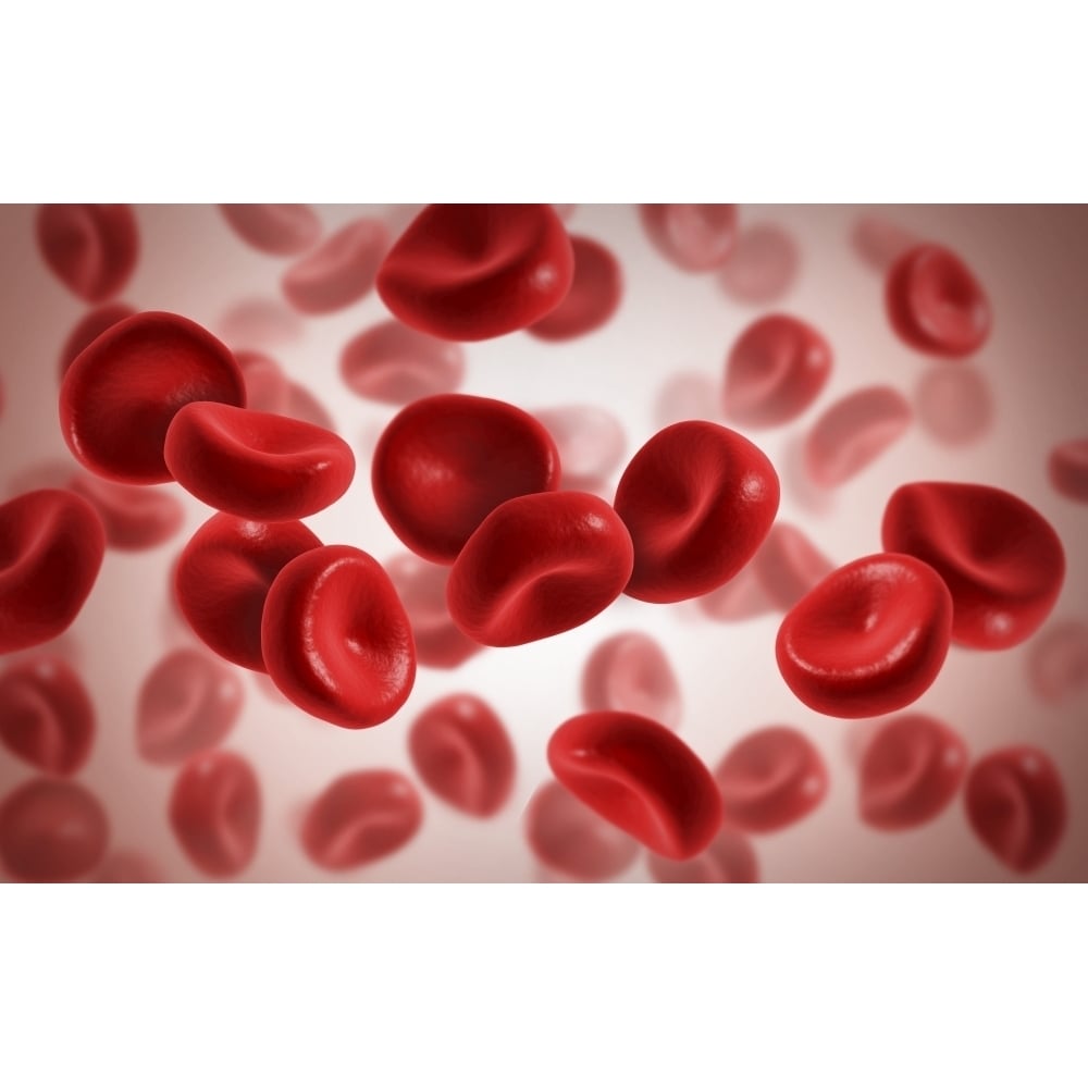 Microscopic view of blood cells Poster Print Image 1