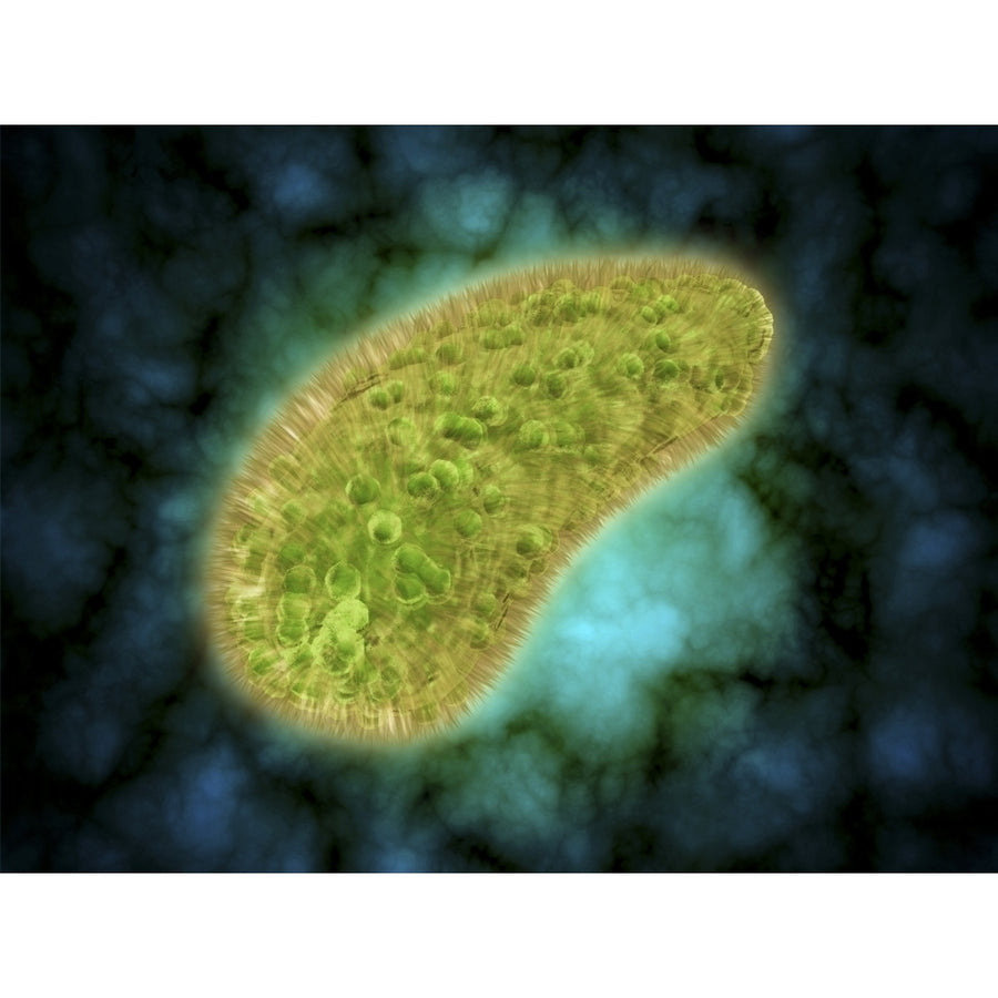 Microscopic view of Paramecium bursaria Poster Print Image 1